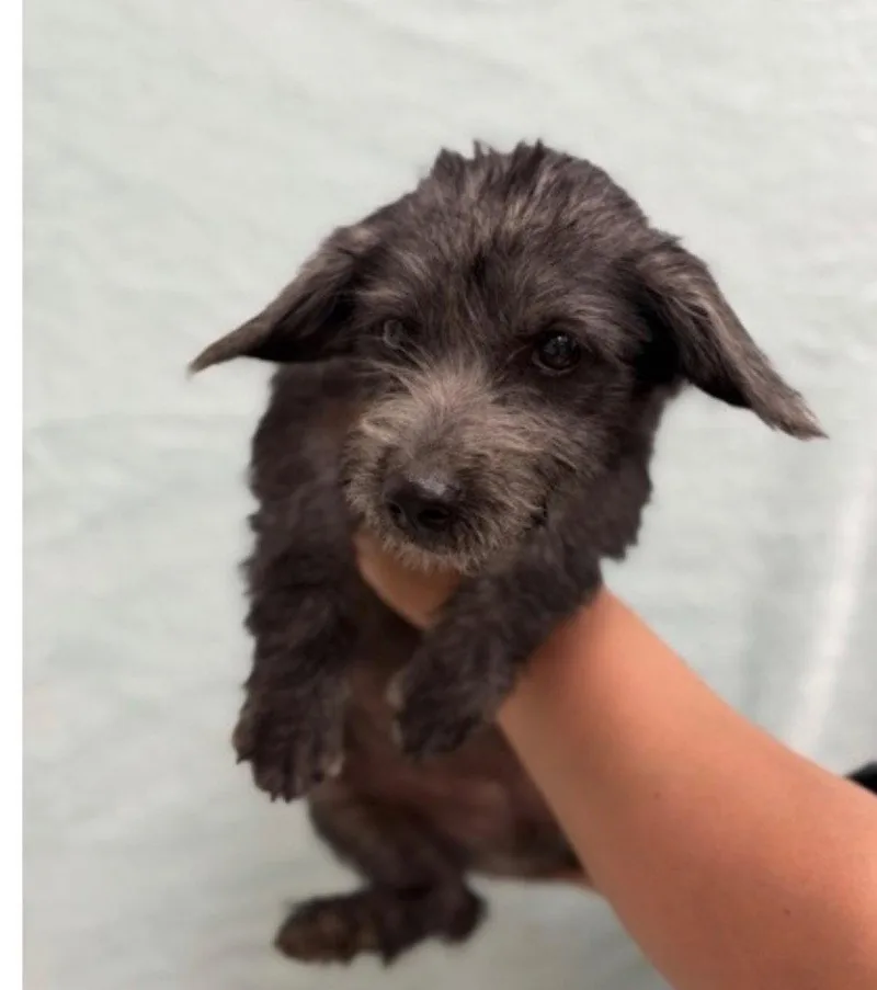 A baby small-sized female Dachshund dog named Lida Bida for adoption in Bloomfield, CT