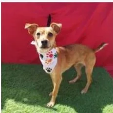 A baby small-sized female Red / Chestnut / Orange Chihuahua dog named Maggi_ for adoption in San Diego, CA