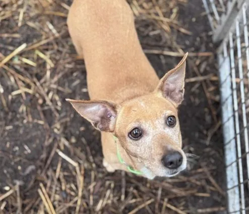 An adult small-sized female Dachshund dog named Gracie for adoption in Pawleys Island, SC