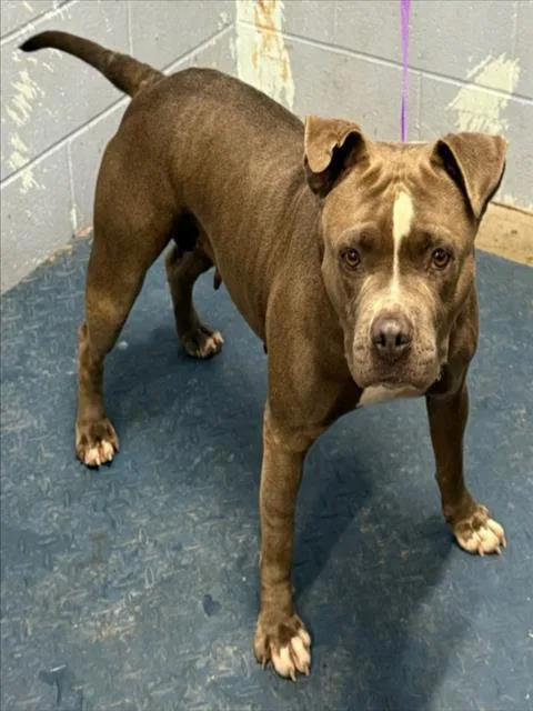 An adult medium-sized female Pit Bull Terrier dog named Bubbles for adoption in Woodland, CA