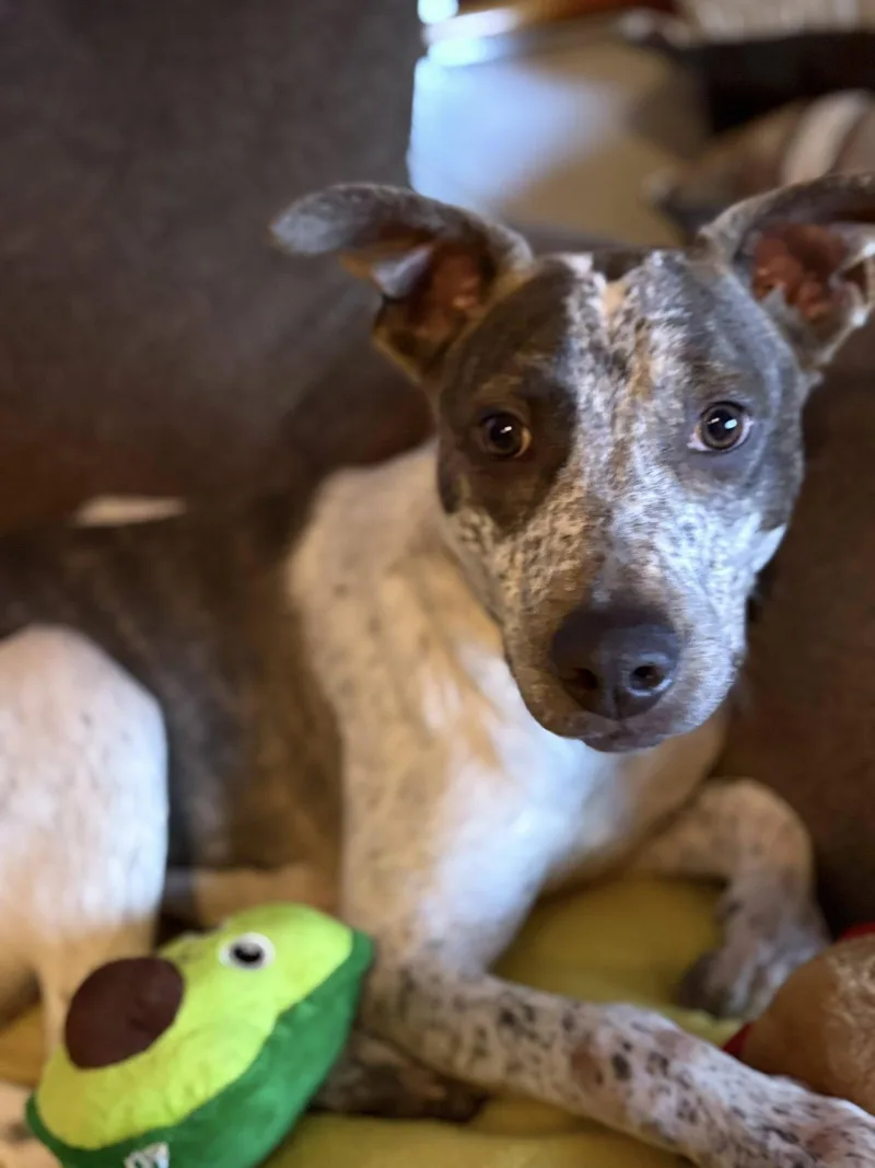 A baby medium-sized male Cattle Dog dog named Beau for adoption in Holbrook, NY