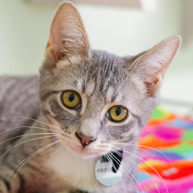 A baby large-sized female Domestic Short Hair cat named Freddie for adoption in Mena, AR