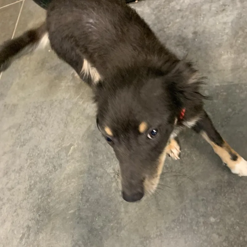 A young small-sized female Black Mixed Breed dog named AleashaMaple for adoption in Dickinson, TX