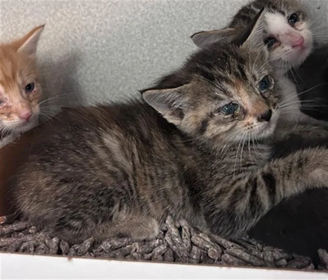 A baby medium-sized female Domestic Short Hair cat named Dawn for adoption in Dallas, TX