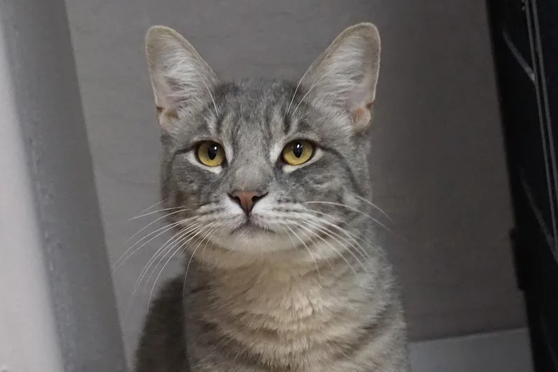 A young medium-sized male Domestic Short Hair cat named Totoro for adoption in Fountain Hills, AZ