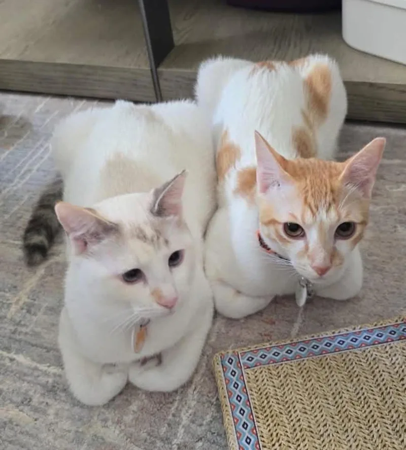 An adult large-sized male Orange & White Siamese cat named Oki & Yuki for adoption in HANSON, MA