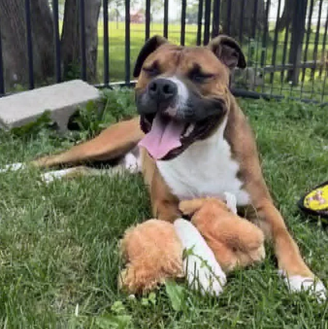 An adult medium-sized male Brown / Chocolate Boxer dog named Fletcher for adoption in Valparaiso, IN