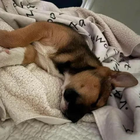 A baby medium-sized female Yellow / Tan / Blond / Fawn Boxer dog named Samoa for adoption in Myrtle Beach, SC