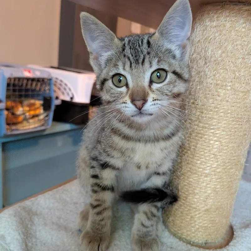 A baby small-sized female Brown / Chocolate Domestic Short Hair cat named Velma for adoption in Long Beach, CA