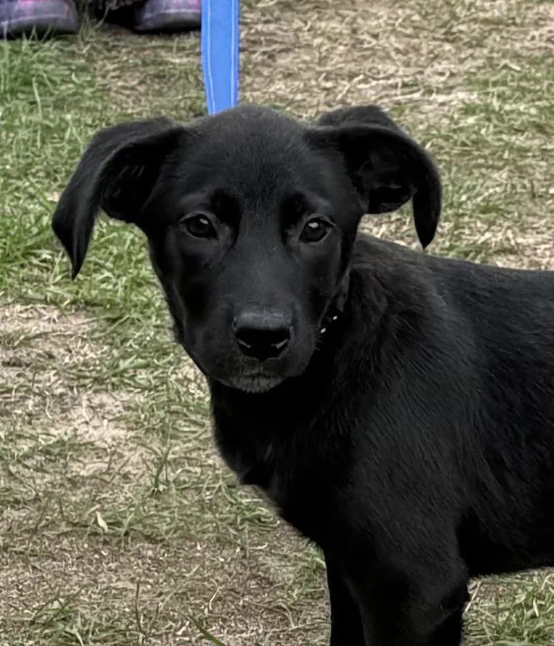 A baby medium-sized female Black Labrador Retriever dog named Rose for adoption in South Saint Paul, MN