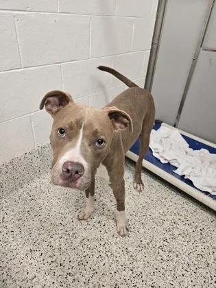 A young small-sized male Pit Bull Terrier dog named Ching for adoption in Atlanta, GA