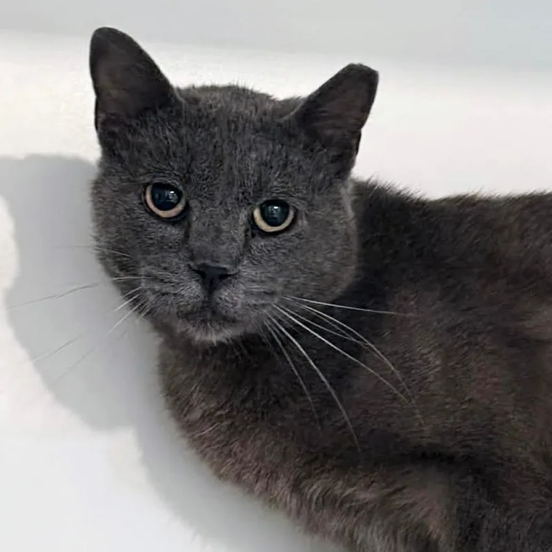 An adult small-sized male Gray / Blue / Silver Domestic Short Hair cat named Flame for adoption in Wichita, KS