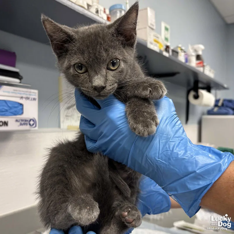 A young medium-sized male Gray / Blue / Silver Domestic Short Hair cat named Wesley for adoption in Washington, DC