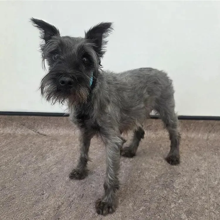 A senior small-sized female Black Miniature Schnauzer dog named Theresa for adoption in Saint Louis, MO
