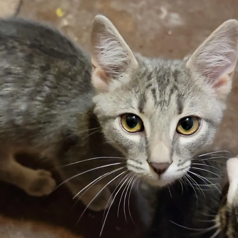 A baby medium-sized male Tabby (Gray / Blue / Silver) Domestic Short Hair cat named Keanu for adoption in Charlottesville, VA
