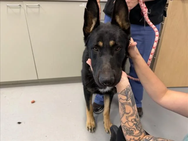 A young large-sized male German Shepherd Dog dog named A for adoption in Santa Fe, NM