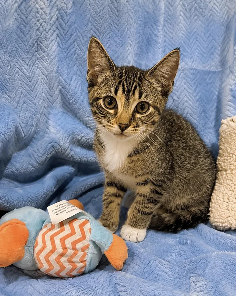 A baby medium-sized male Tabby (Buff / Tan / Fawn) American Shorthair cat named Bo Peep for adoption in Homestead, FL