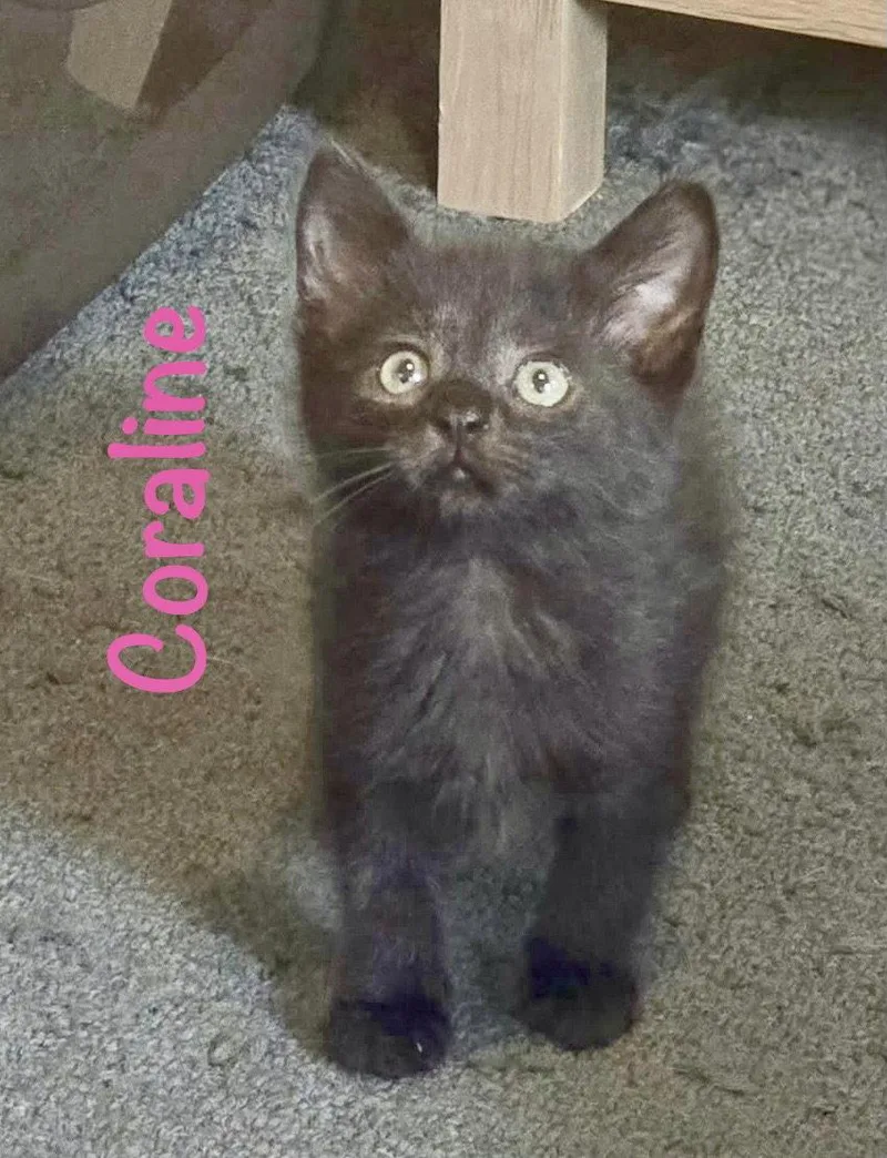 A baby medium-sized female Black Domestic Short Hair cat named Coraline for adoption in Reston, VA
