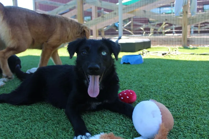 A baby medium-sized female Black Golden Retriever dog named Ariel for adoption in Chestertown, MD