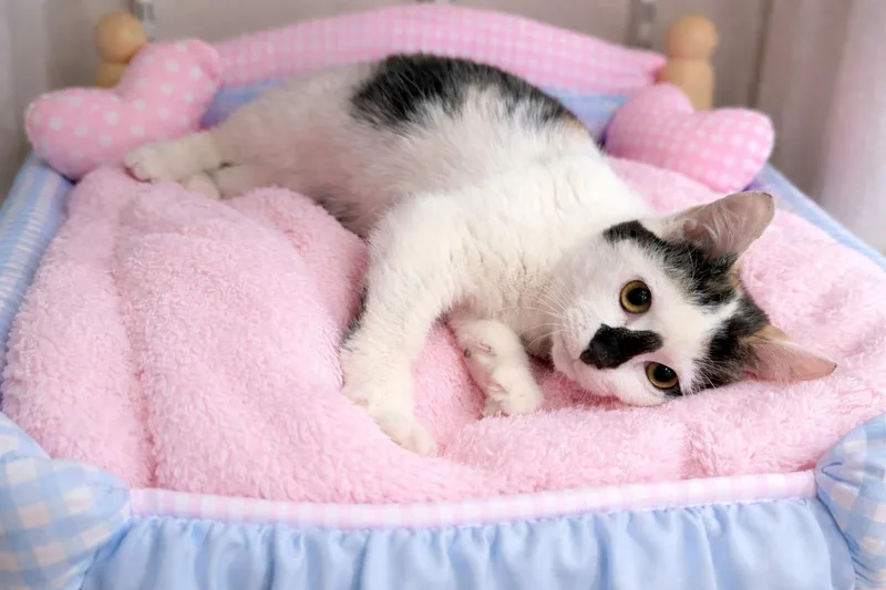 Luna & Willow thumbnail 2