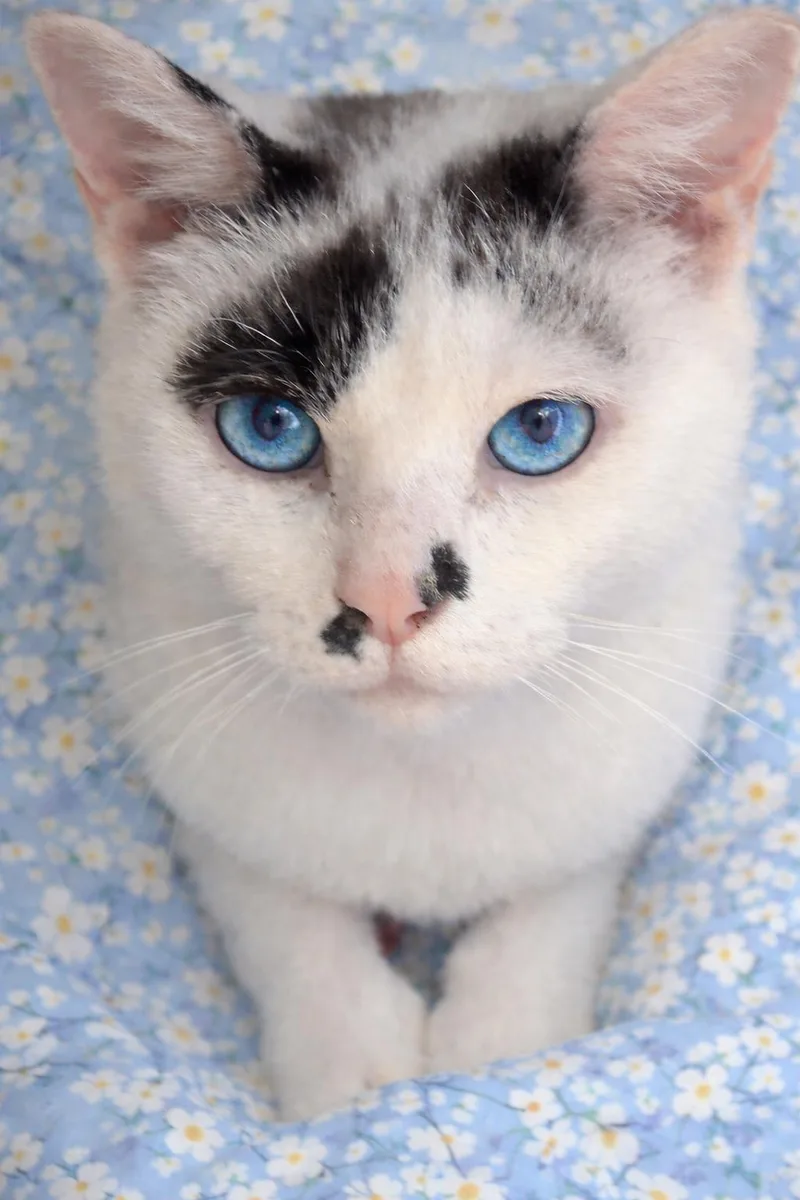 Luna & Willow thumbnail 3