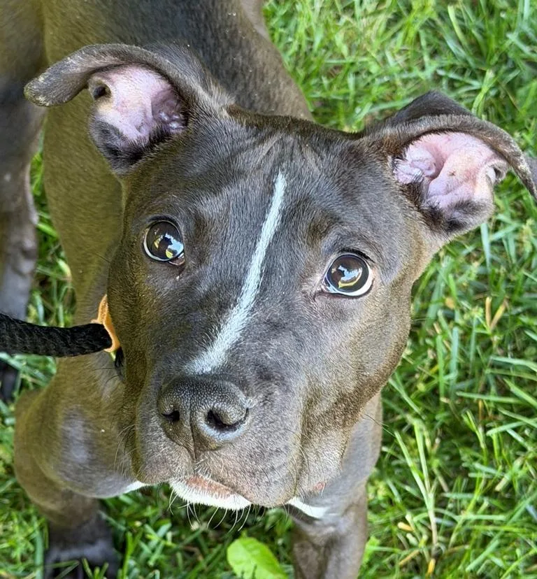 A baby medium-sized female Black Pit Bull Terrier dog named Amy for adoption in Columbia, MD