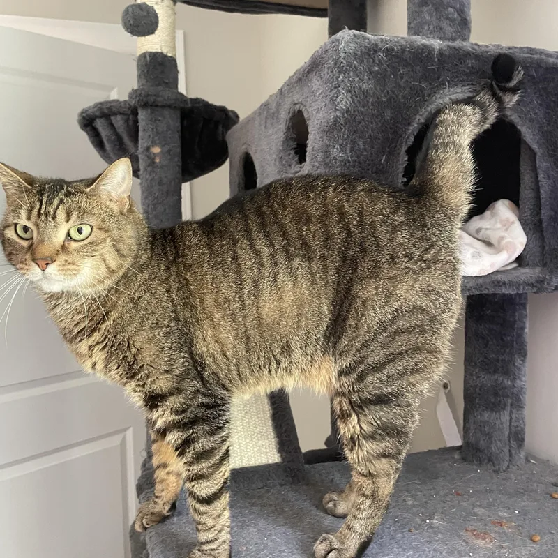 An adult medium-sized female Tabby (Gray / Blue / Silver) Domestic Short Hair cat named Marley for adoption in lititz, PA
