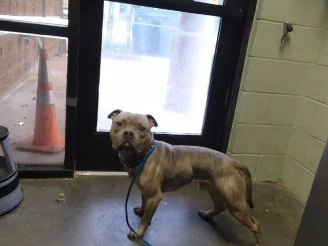 A young medium-sized male Pit Bull Terrier dog named Gouda for adoption in Tulsa, OK