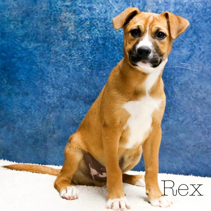 An adult medium-sized male Brown / Chocolate Boxer dog named Rex for adoption in Casa Grande, AZ