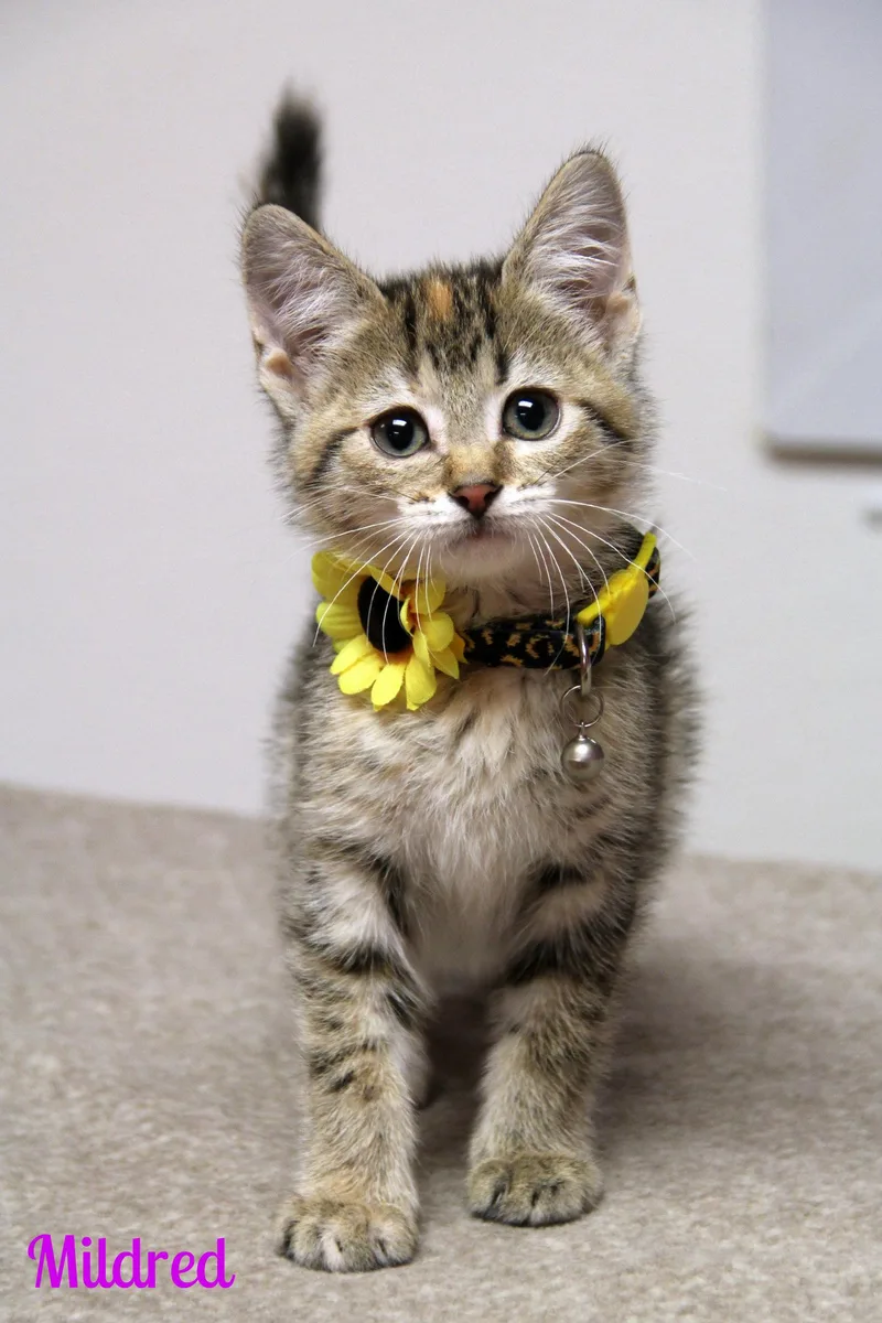 A baby medium-sized female Torbie Domestic Short Hair cat named Mildred for adoption in Vinton, IA