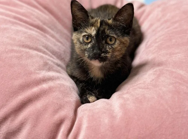 A baby medium-sized female Tortoiseshell cat named Torrie for adoption in San Jose, CA