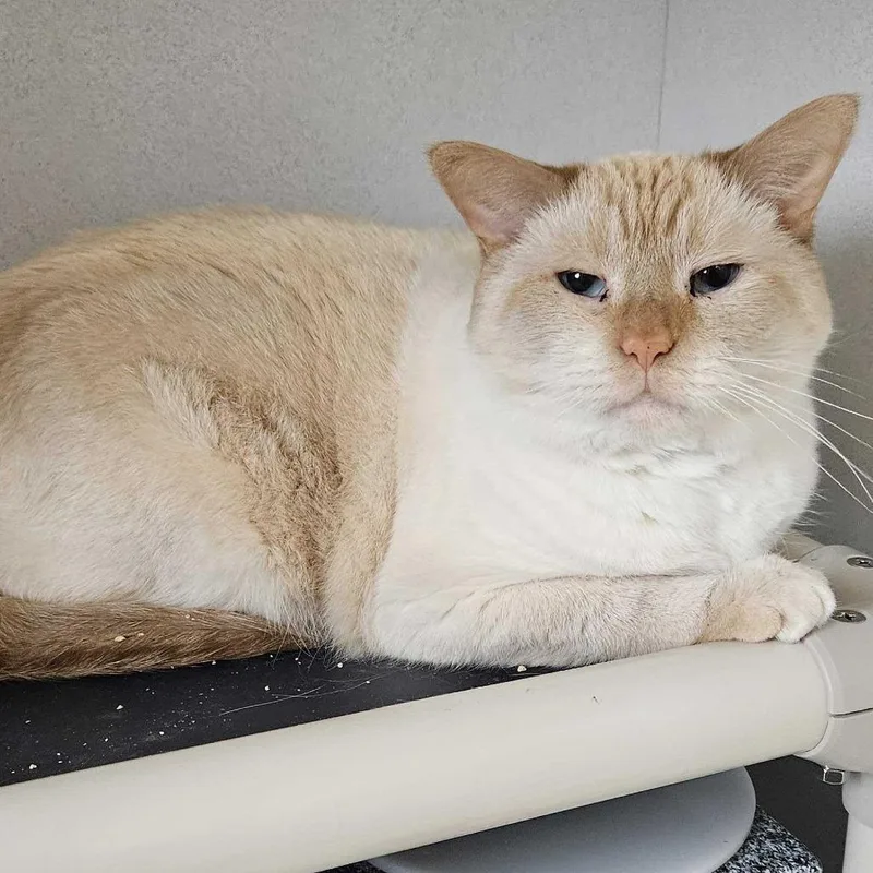 An adult large-sized male Flame Point Siamese cat named Gabriel for adoption in Dover, NH
