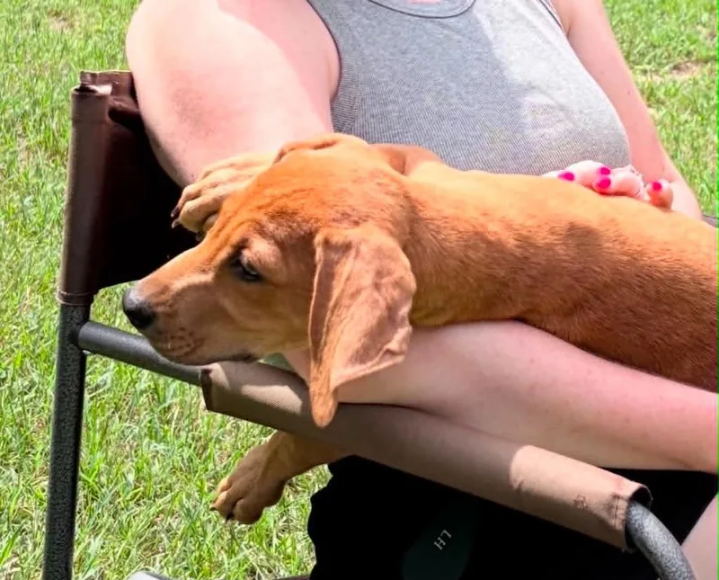 A baby small-sized female Hound dog named Scarlett for adoption in Augusta, GA