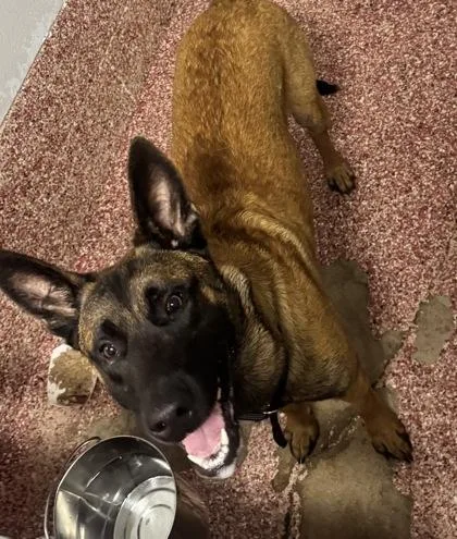 An adult large-sized male Belgian Shepherd / Malinois dog named Zorro for adoption in West Chester, PA