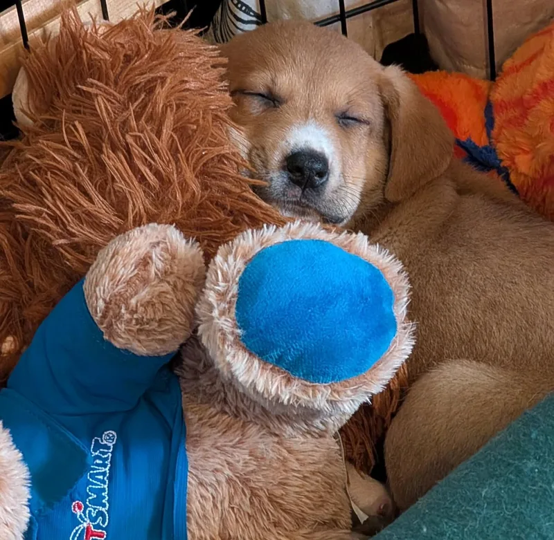 A baby large-sized female Brown / Chocolate Great Pyrenees dog named Sandra DiazTwine for adoption in Kiowa, OK