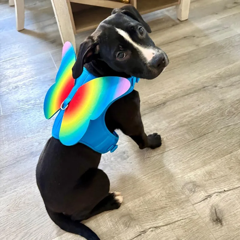 A baby medium-sized female Black American Staffordshire Terrier dog named Aurora for adoption in Ferndale, MI
