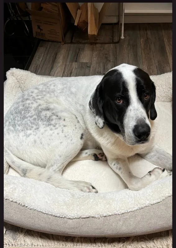 An adult large-sized male White / Cream Great Pyrenees dog named Rufus for adoption in North Bend, WA