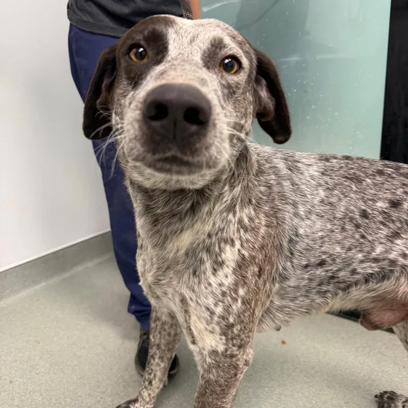 An adult large-sized male Black Australian Cattle Dog / Blue Heeler dog named Doc for adoption in Abilene, TX