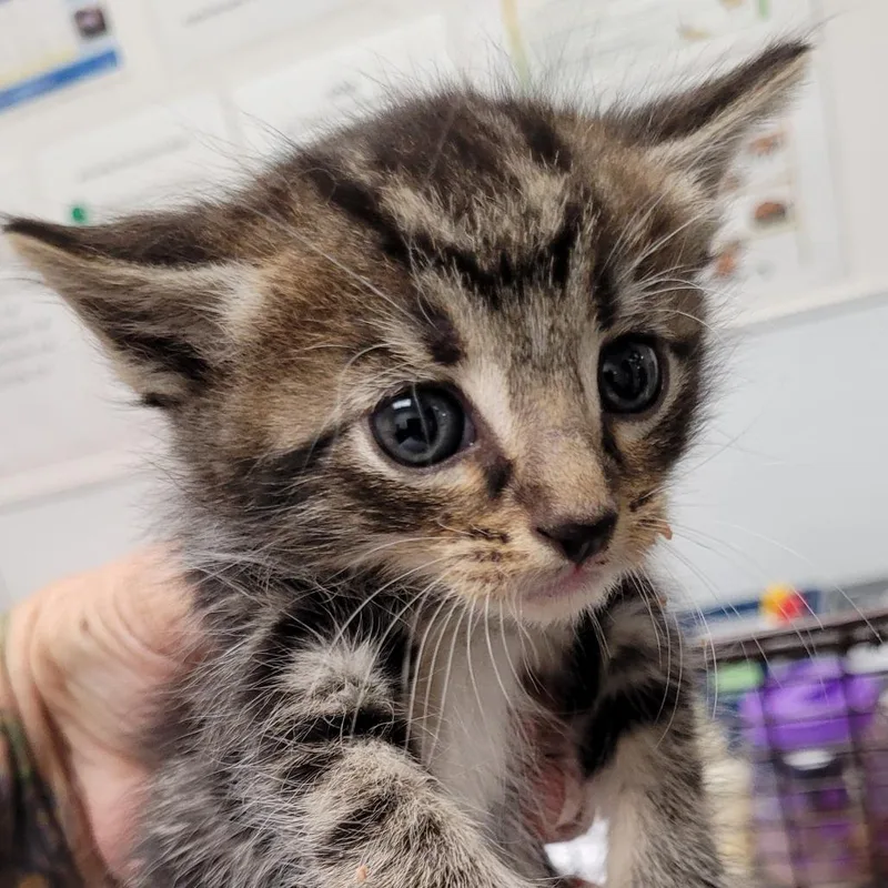 A baby small-sized male Brown / Chocolate Domestic Short Hair cat named Elmo for adoption in Los Angeles, CA