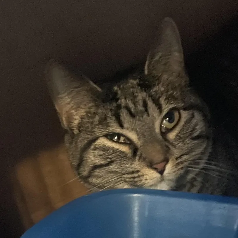 An adult small-sized female Brown / Chocolate Domestic Short Hair cat named Monster Truck for adoption in Marion, IL