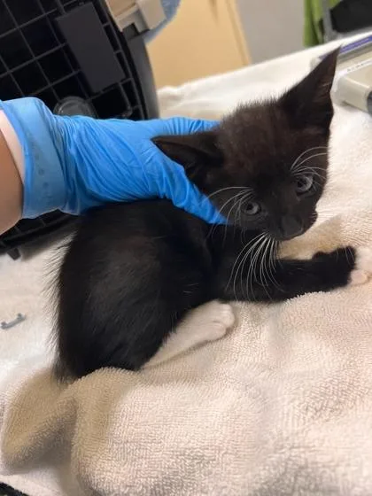 A baby small-sized female Domestic Short Hair cat named Lina for adoption in Honolulu, HI