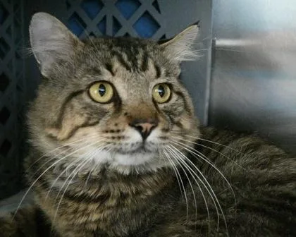 An adult small-sized male Domestic Short Hair cat named Buddy for adoption in West Seneca, NY