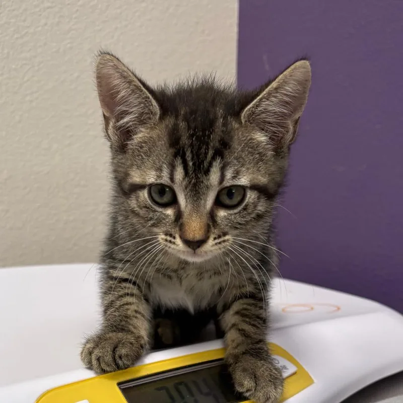 A baby small-sized female Brown / Chocolate Domestic Short Hair cat named Fannie for adoption in Englewood, FL