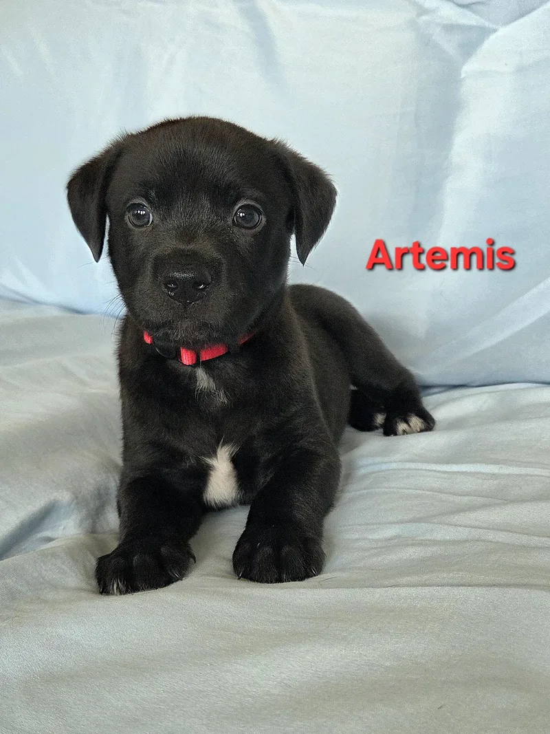 A baby medium-sized male Black Labrador Retriever dog named Artemis for adoption in Colorado Springs, CO