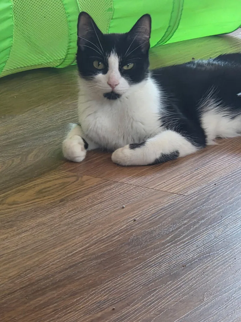An adult medium-sized female Black & White / Tuxedo Domestic Short Hair cat named Oreo for adoption in Farmington, MN