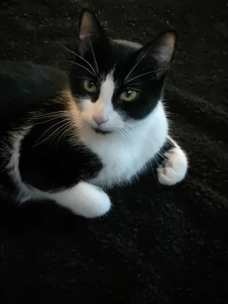 Oreo thumbnail 2