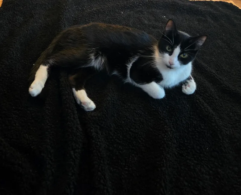 Oreo thumbnail 4