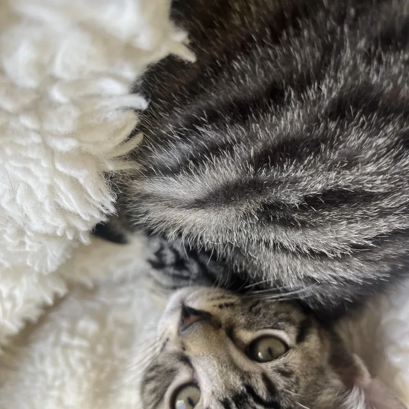 A baby medium-sized male Tabby (Brown / Chocolate) Domestic Short Hair cat named Ikeda's Market & Pedrick's for adoption in Davis, CA