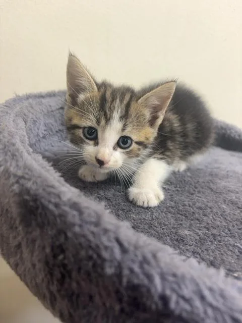 A baby medium-sized male Tabby (Tiger Striped) Domestic Short Hair cat named Jasper for adoption in Monroe, GA