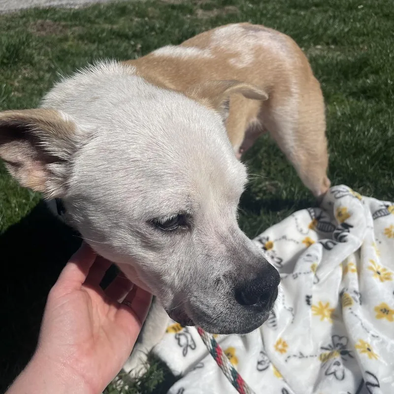 An adult medium-sized male Yellow / Tan / Blond / Fawn Mixed Breed dog named Rufus for adoption in Edwardsville, IL